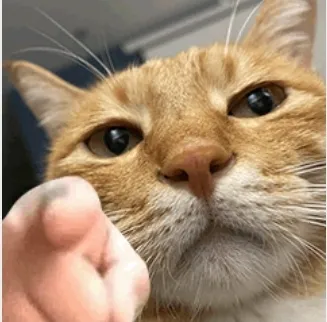 ī��Ӱ��(Ӱ�Ӳ�������)