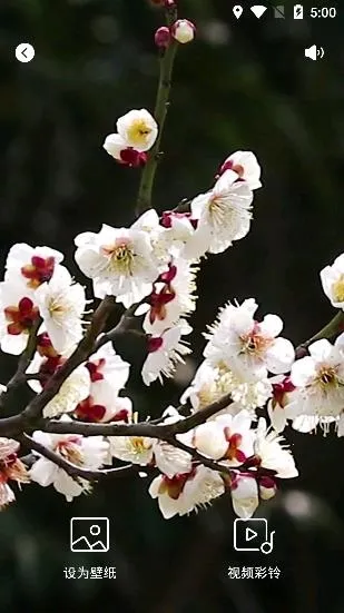 �����ֽ2025�ٷ�����