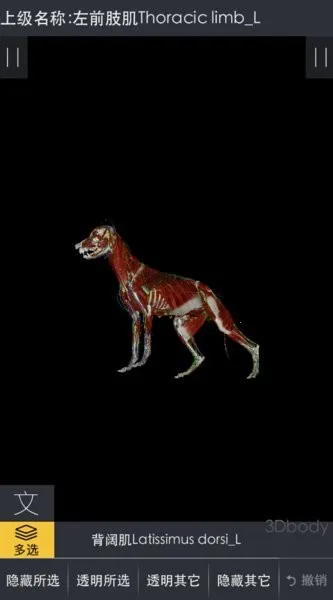 3dbody�����ƽ��