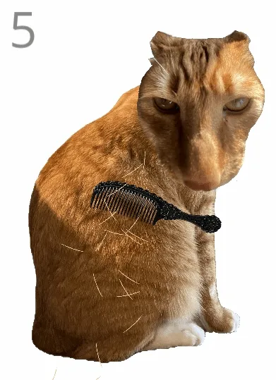 给猫梳毛2026下载安装 给猫梳毛2026下载安装