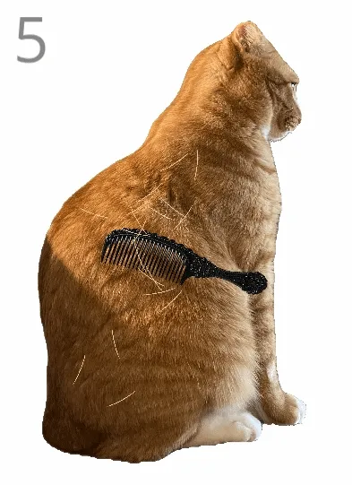 给猫梳毛2026下载安装 给猫梳毛2026下载安装
